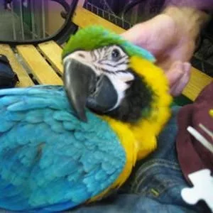 Sдома,  поднятые и зарегистрирован синих и золотых попугаи ара для прод