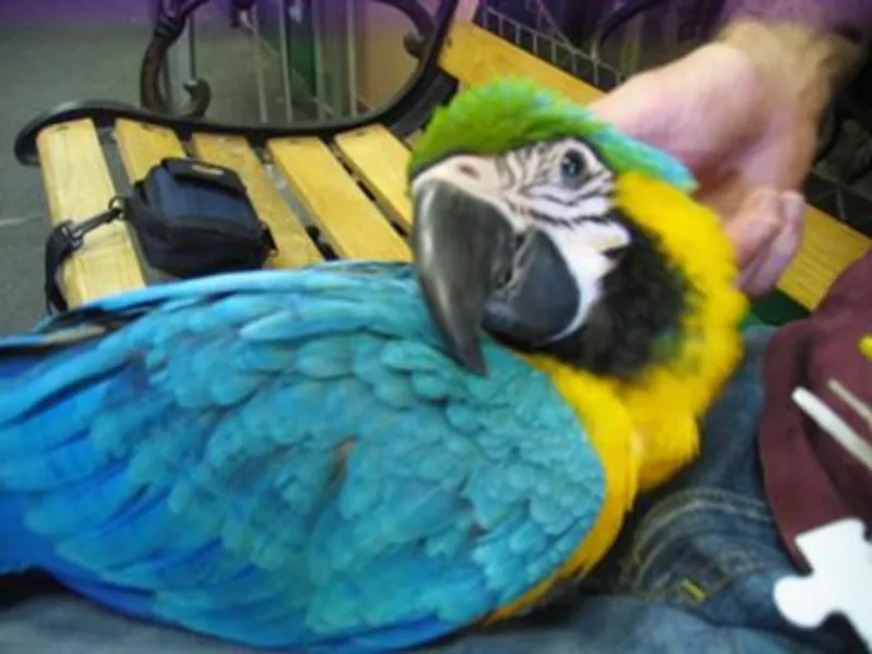 Sдома,  поднятые и зарегистрирован синих и золотых попугаи ара для прод